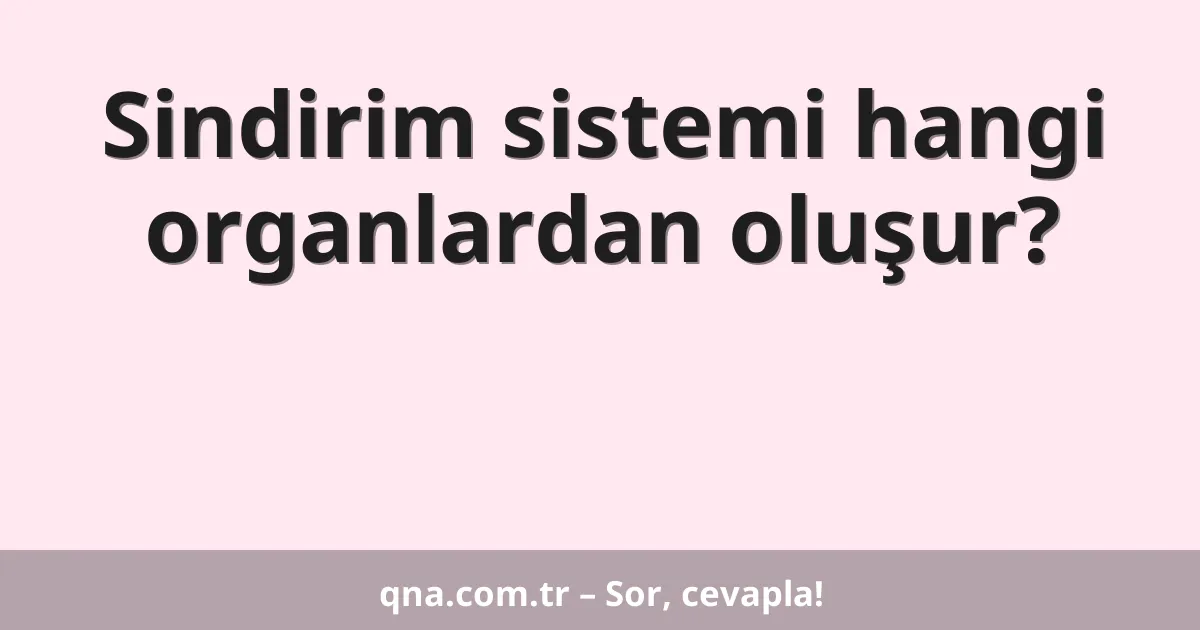 Sindirim sistemi hangi organlardan oluşur?