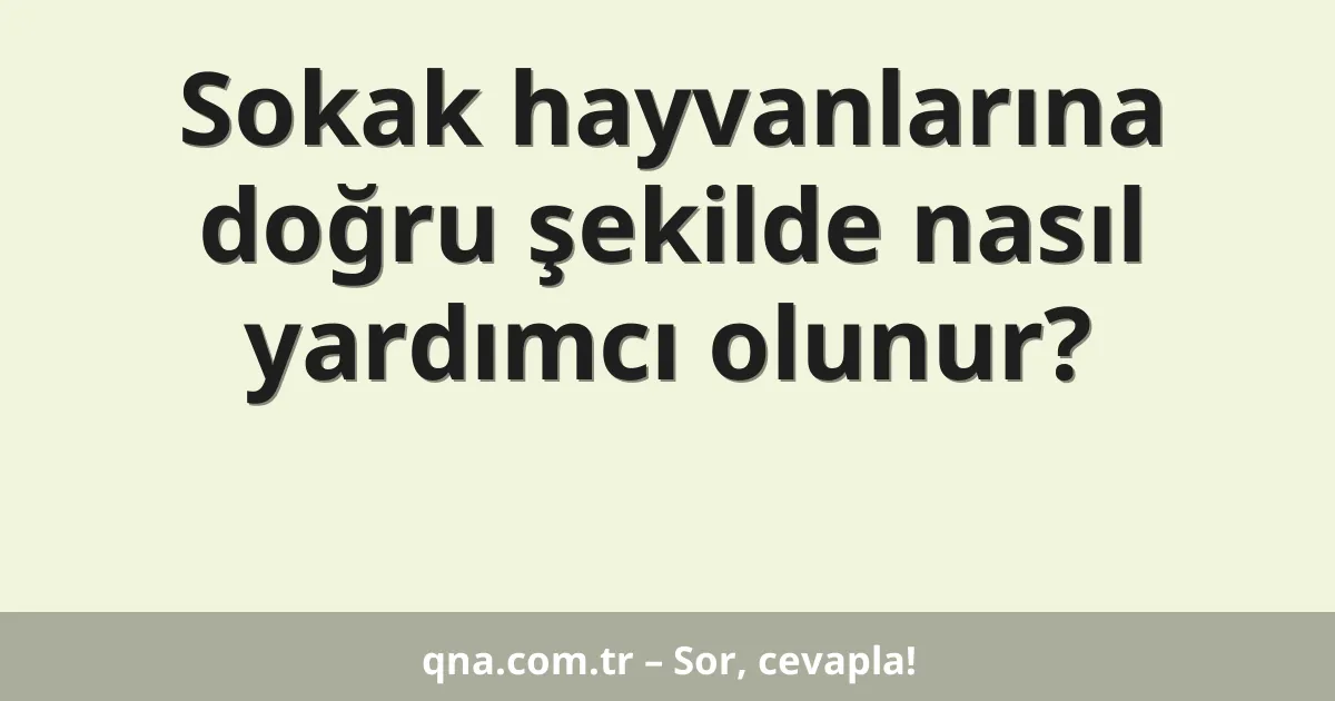 Sokak hayvanlarına doğru şekilde nasıl yardımcı olunur?