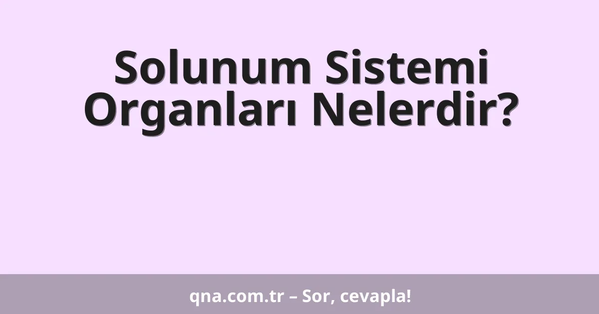 Solunum Sistemi Organları Nelerdir?