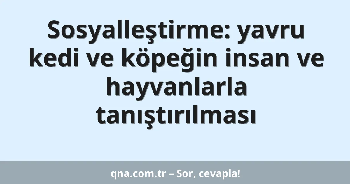 Sosyalleştirme: yavru kedi ve köpeğin insan ve hayvanlarla tanıştırılması
