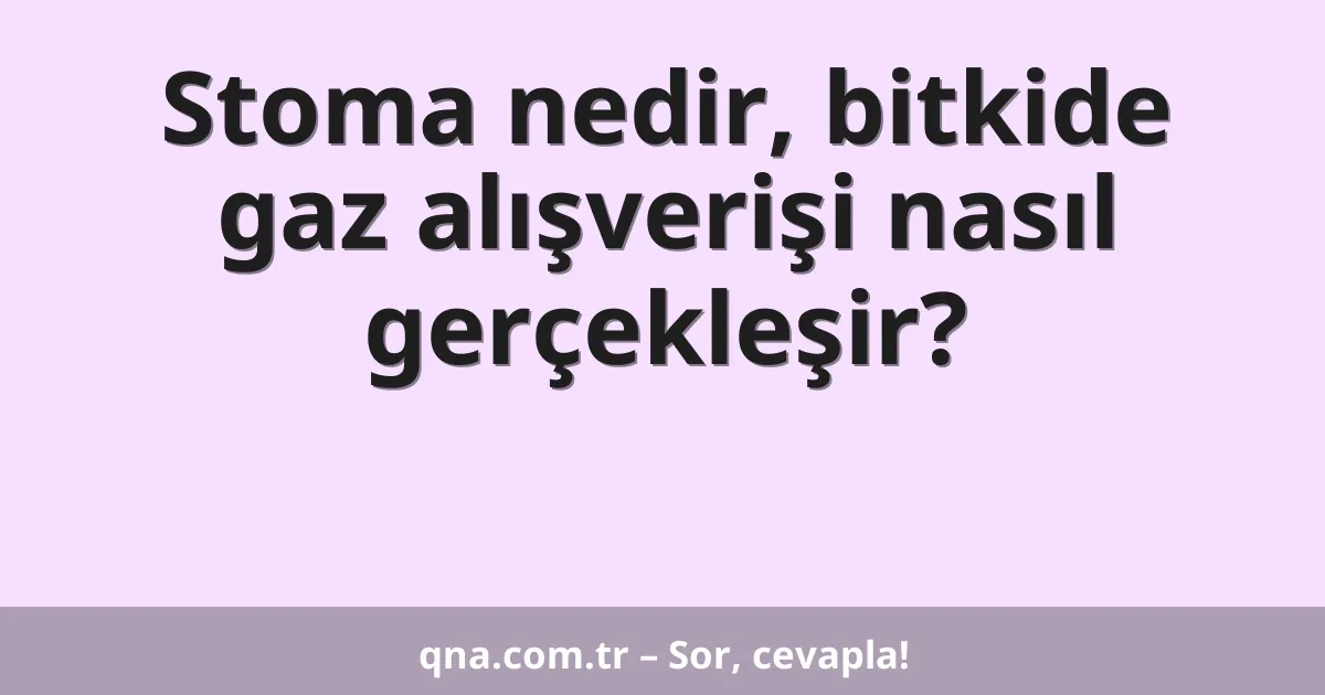 Stoma nedir, bitkide gaz alışverişi nasıl gerçekleşir?