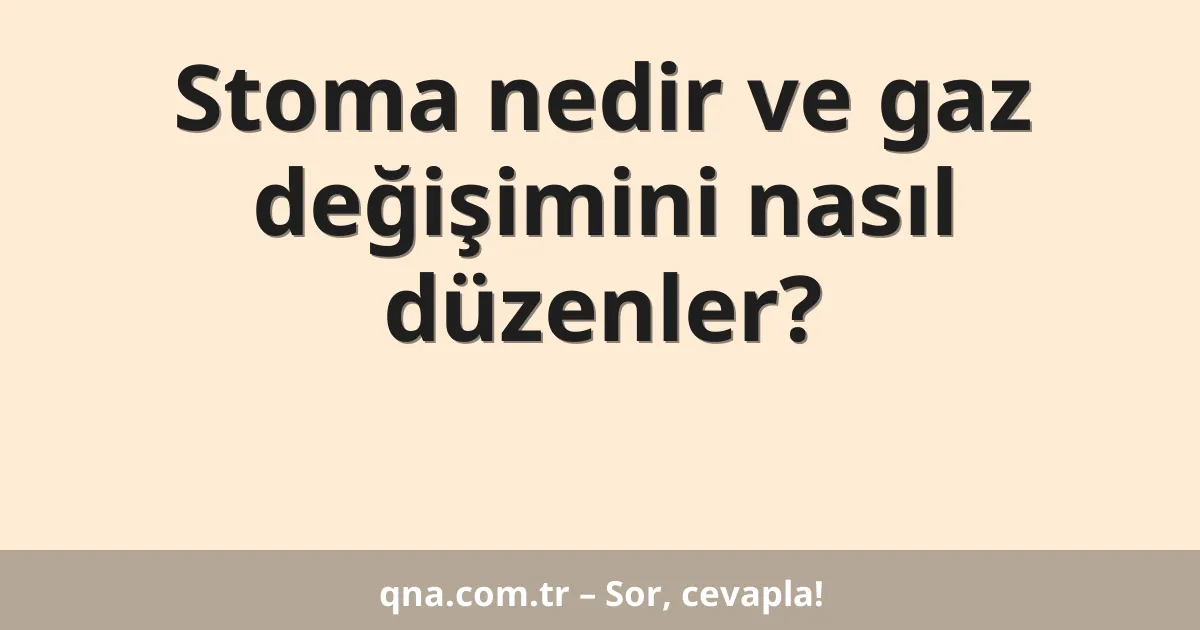 Stoma nedir ve gaz değişimini nasıl düzenler?