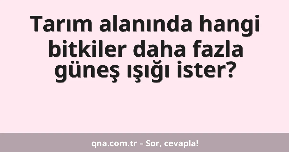 Tarım alanında hangi bitkiler daha fazla güneş ışığı ister?