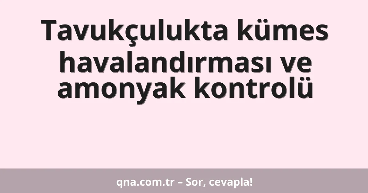 Tavukçulukta kümes havalandırması ve amonyak kontrolü