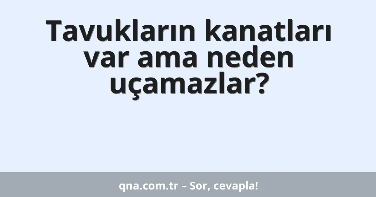 Tavukların kanatları var ama neden uçamazlar?
