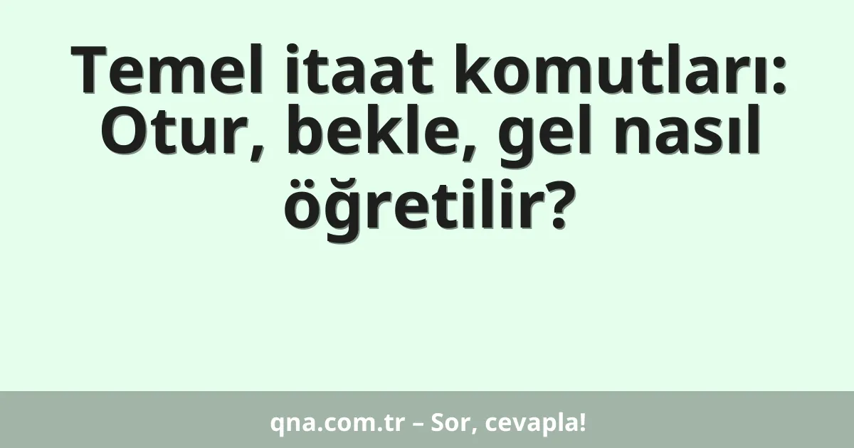Temel itaat komutları: Otur, bekle, gel nasıl öğretilir?