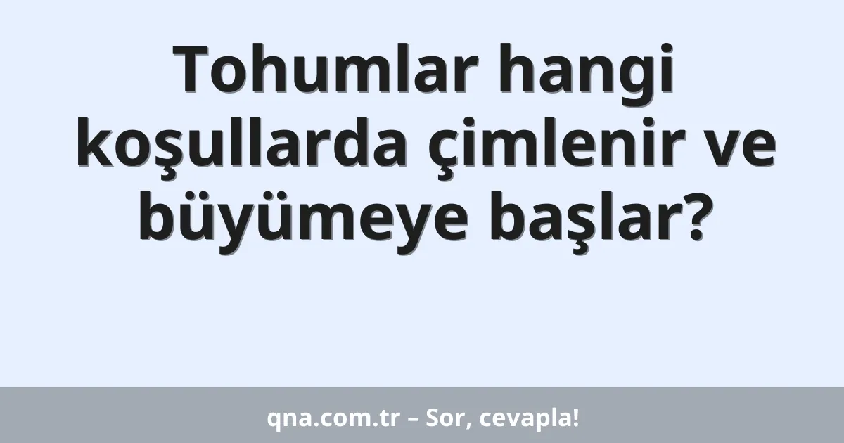 Tohumlar hangi koşullarda çimlenir ve büyümeye başlar?