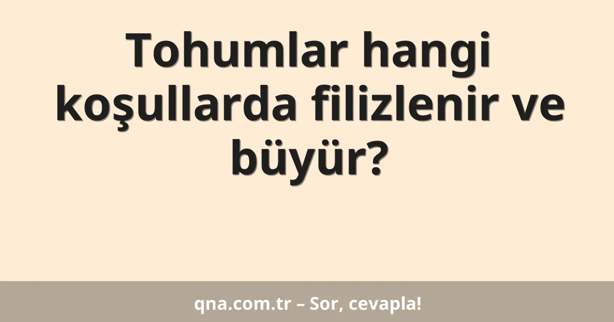 Tohumlar hangi koşullarda filizlenir ve büyür?