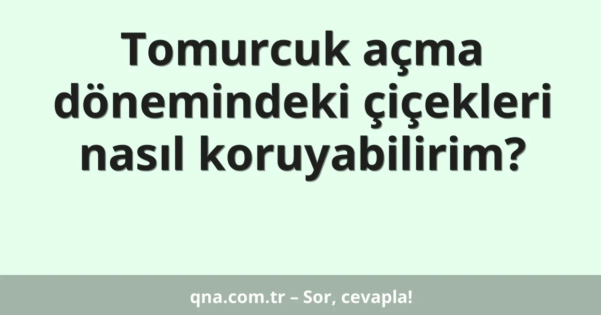 Tomurcuk açma dönemindeki çiçekleri nasıl koruyabilirim?