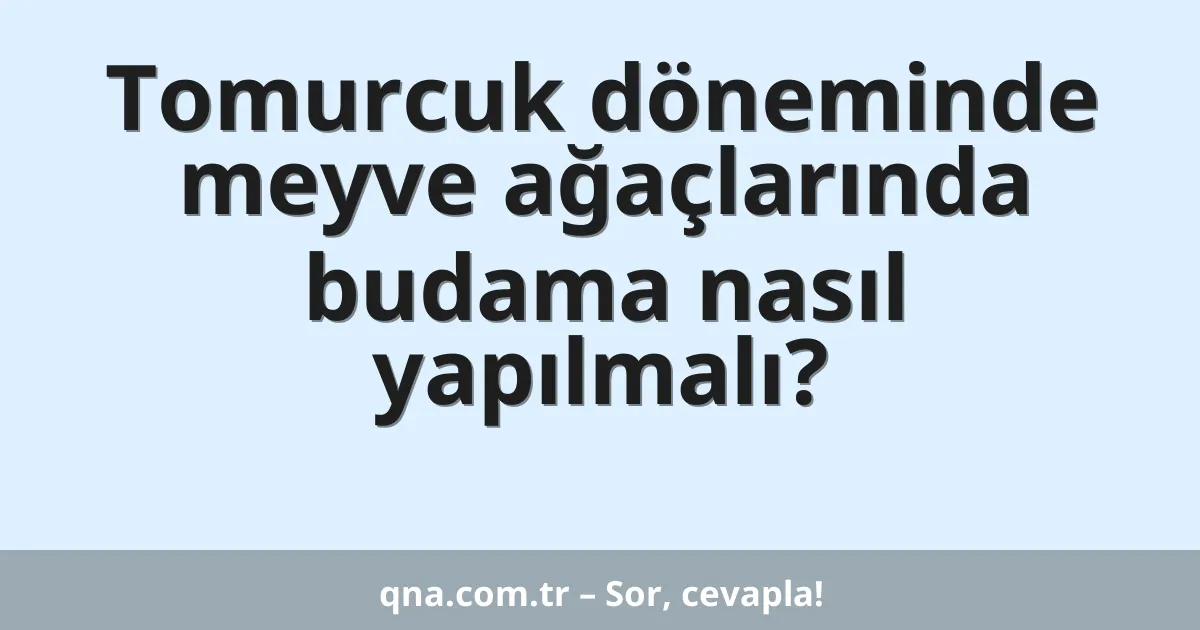 Tomurcuk döneminde meyve ağaçlarında budama nasıl yapılmalı?