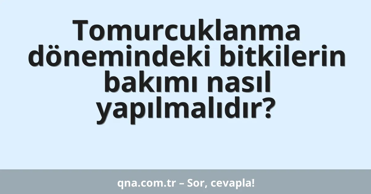 Tomurcuklanma dönemindeki bitkilerin bakımı nasıl yapılmalıdır?
