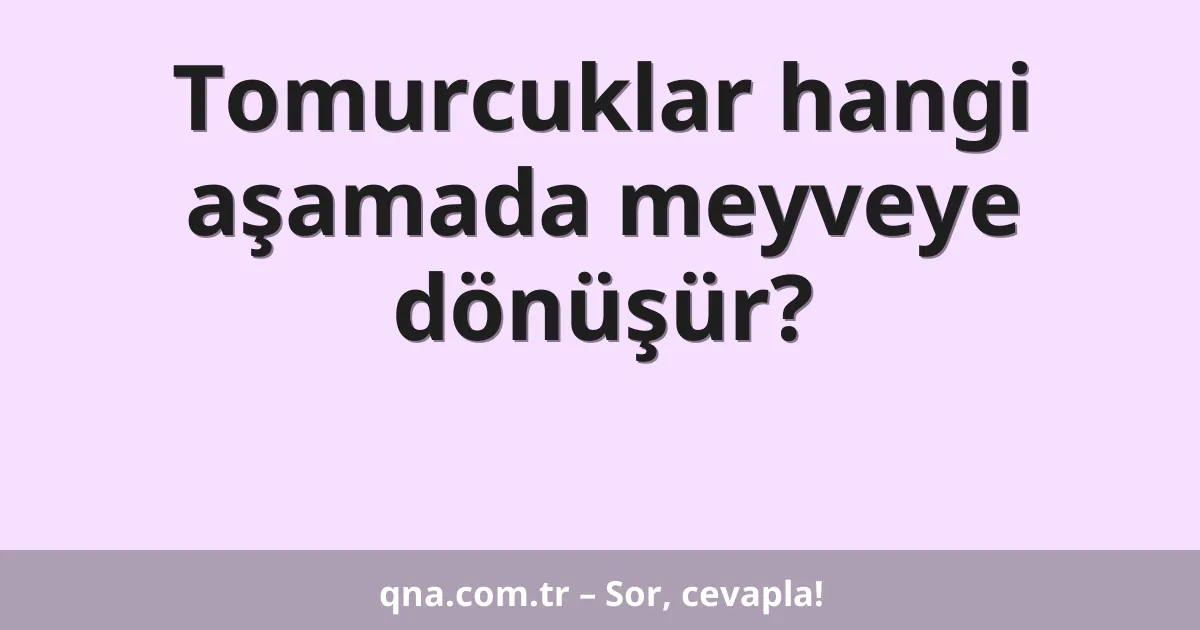 Tomurcuklar hangi aşamada meyveye dönüşür?