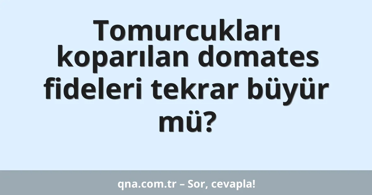 Tomurcukları koparılan domates fideleri tekrar büyür mü?