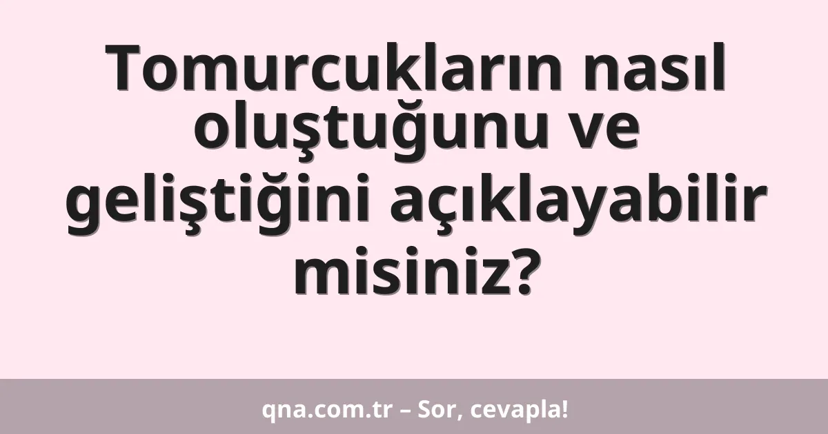 Tomurcukların nasıl oluştuğunu ve geliştiğini açıklayabilir misiniz?