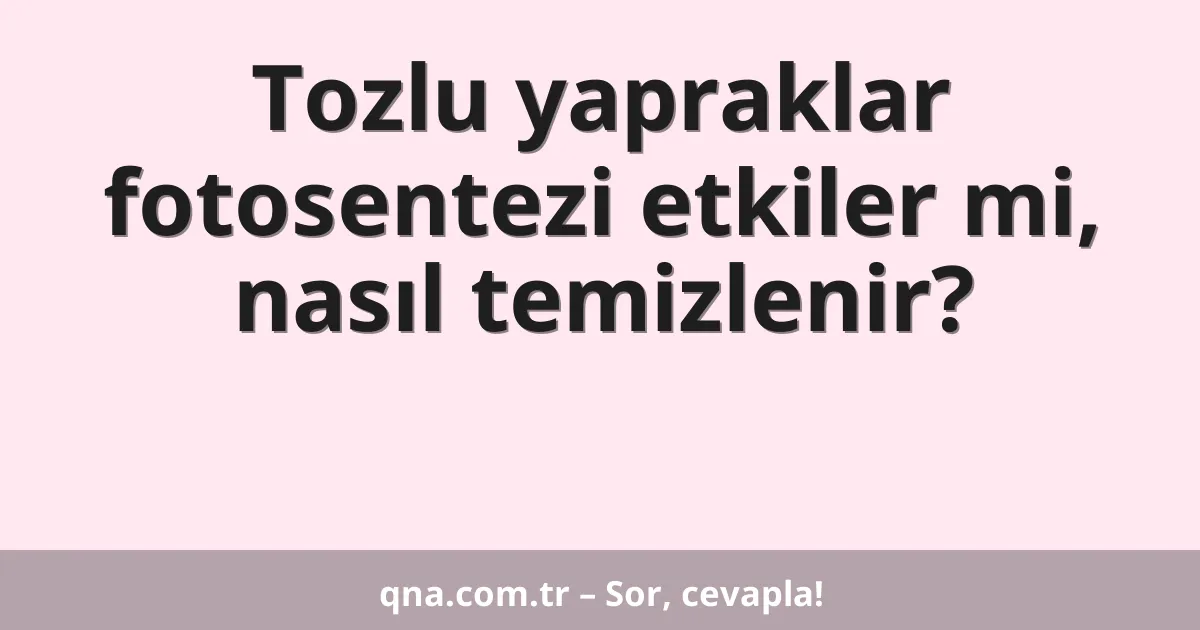 Tozlu yapraklar fotosentezi etkiler mi, nasıl temizlenir?