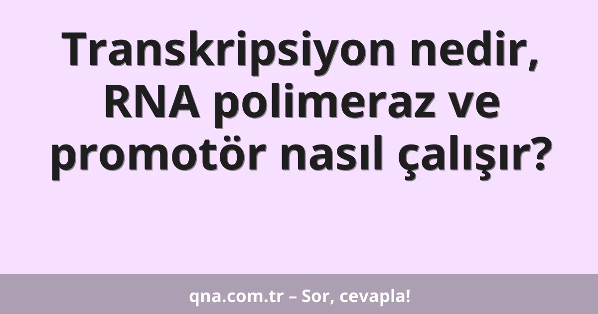 Transkripsiyon nedir, RNA polimeraz ve promotör nasıl çalışır?