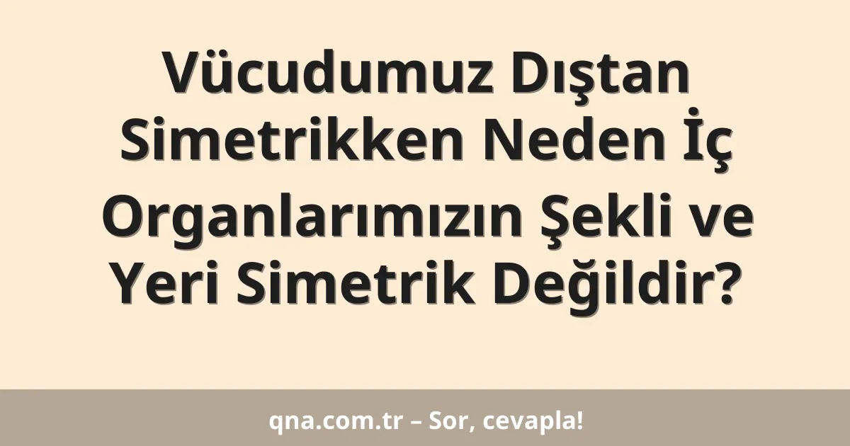 Vücudumuz Dıştan Simetrikken Neden İç Organlarımızın Şekli ve Yeri Simetrik Değildir?