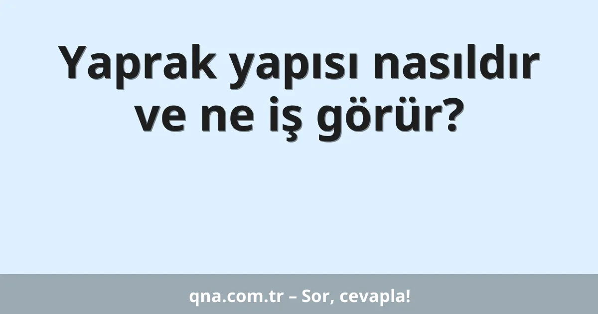 Yaprak yapısı nasıldır ve ne iş görür?