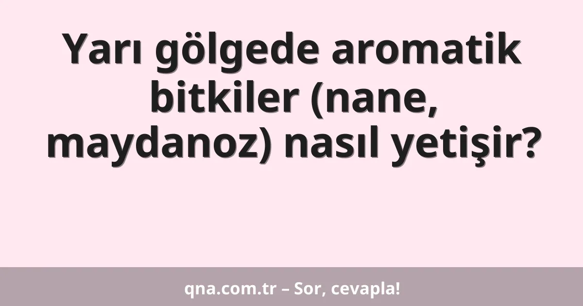 Yarı gölgede aromatik bitkiler (nane, maydanoz) nasıl yetişir?