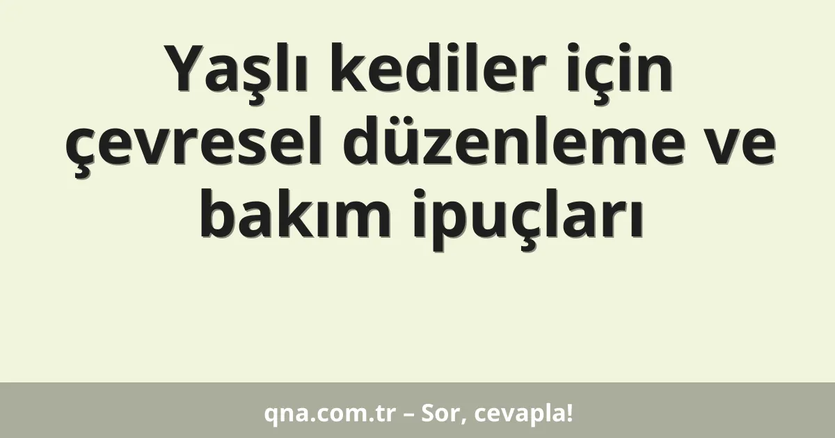 Yaşlı kediler için çevresel düzenleme ve bakım ipuçları