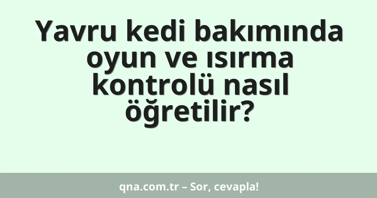 Yavru kedi bakımında oyun ve ısırma kontrolü nasıl öğretilir?