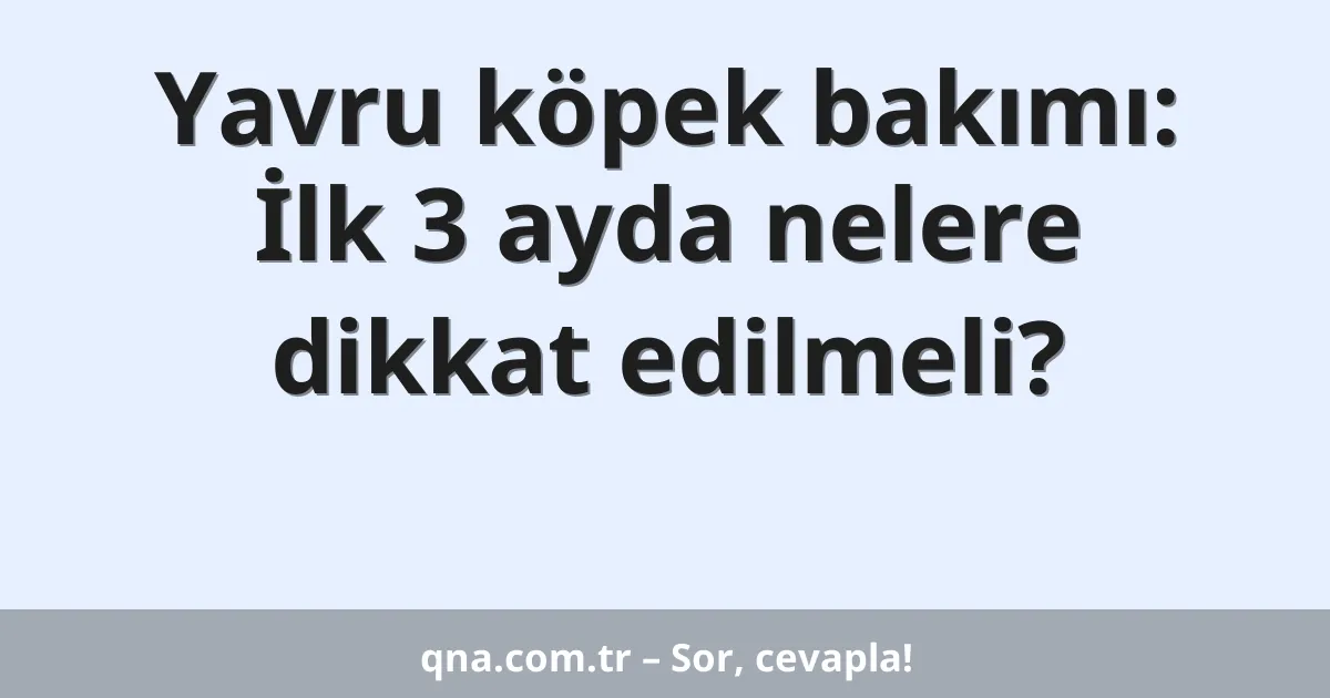 Yavru köpek bakımı: İlk 3 ayda nelere dikkat edilmeli?