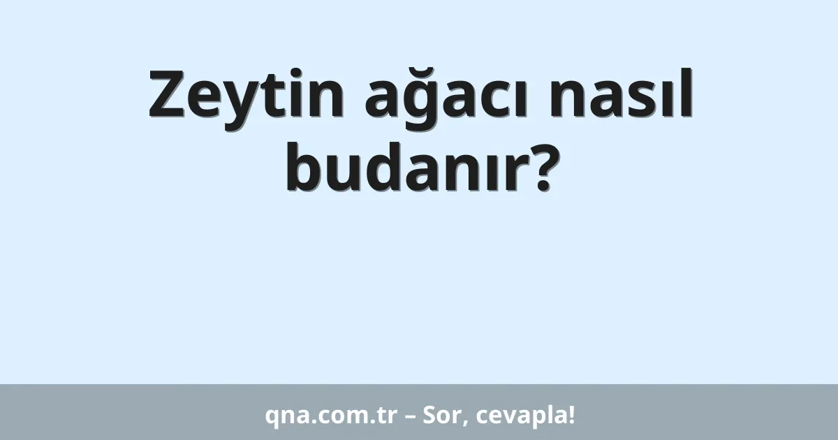 Zeytin ağacı nasıl budanır?
