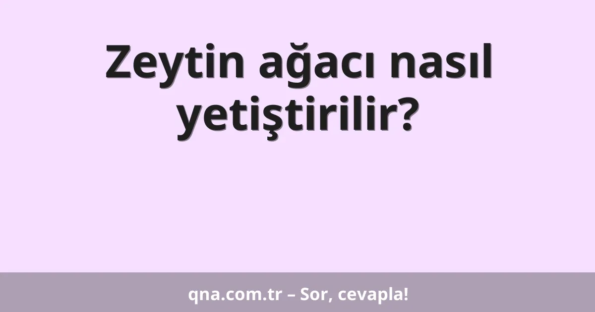 Zeytin ağacı nasıl yetiştirilir?