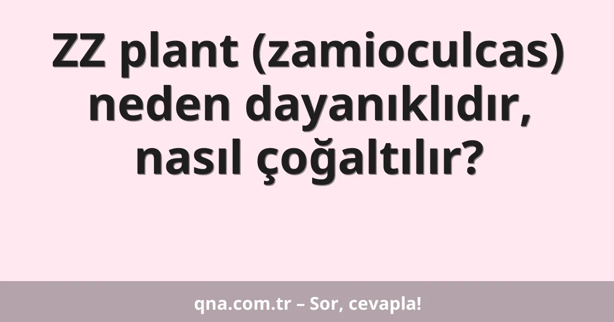 ZZ plant (zamioculcas) neden dayanıklıdır, nasıl çoğaltılır?